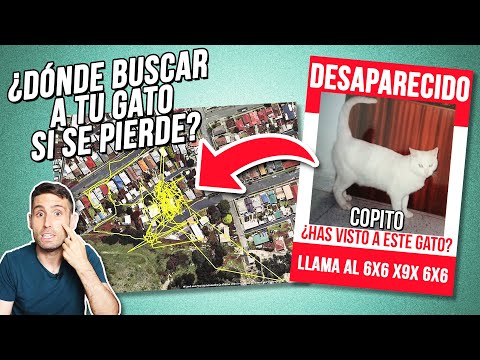 ¿Qué hacer si tu GATO SE ESCAPA de casa o se PIERDE? 🌳🐈🏠 | ¿Dónde buscarlo?