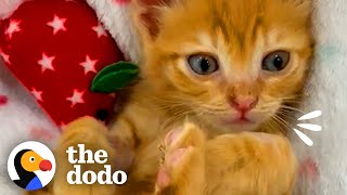 Kitten Cries So Someone Will Rescue Him | The Dodo by The Dodo
