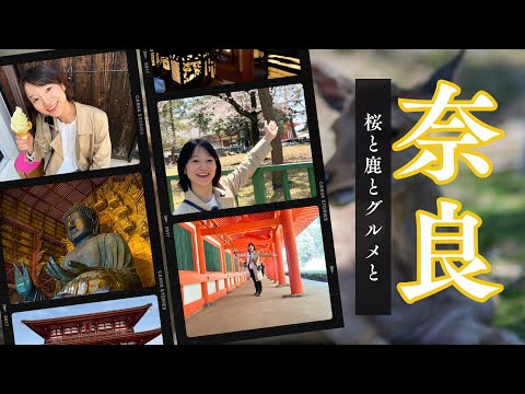 芸術・表現行動学科 奈良観光おすすめコースとグルメ 奈良公園の鹿 | 東大寺 | 春日大社 | 麺闘庵| 中谷堂 | 彩華ラーメン
