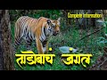 Tadoba Jungle Safari Tadoba Andhari Tiger Reserve Moharli Gate Tadoba National Park