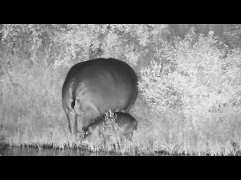 Baby Hippo and Mom get out to eat 2/12/26