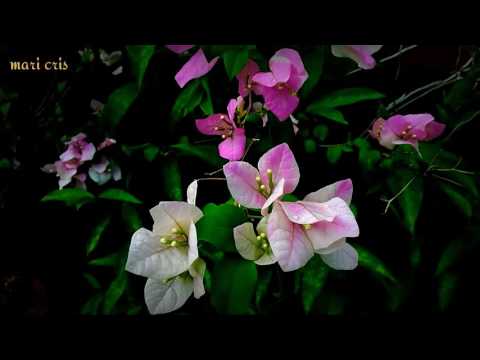 bougainvillea in bloom