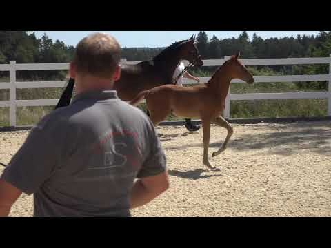 Escamillo - San Amour 2019