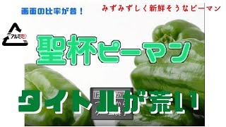 【野菜100％のくそ】聖杯ピーマン