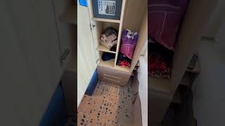 Spectrum of the Seas Balcony Cabin tour whilst sailing from Shanghai to Okinawa #royalcaribbean