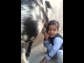 How To Milk Goat