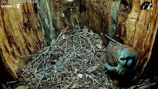 Female American Kestrel Arrives and Checks on First Egg – April 15, 2024