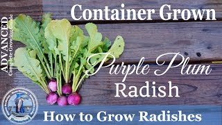 How to Grow Radishes - ADVANCED - Complete Growing Guide - Container Grown Purple Plum Radish