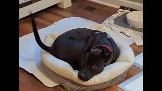 Video preview image #1 Mutt Puppy For Sale in Holly Springs, NC, USA