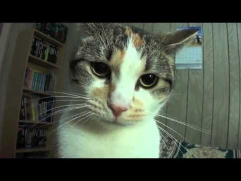 Cat (Tanzy) Plays With Camera