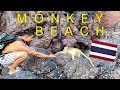 We Visited A Monkey Beach in Pattaya, Thailand 2022