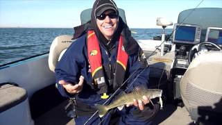 Lake Sakakawea Walleyes - November 2013