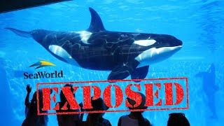 The Disturbing Truth Behind SEAWORLD