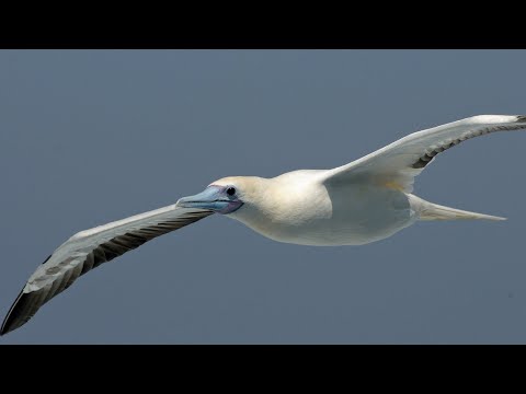IUCN分類における絶滅の危険性を示す図。