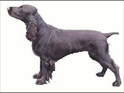 Field Spaniel