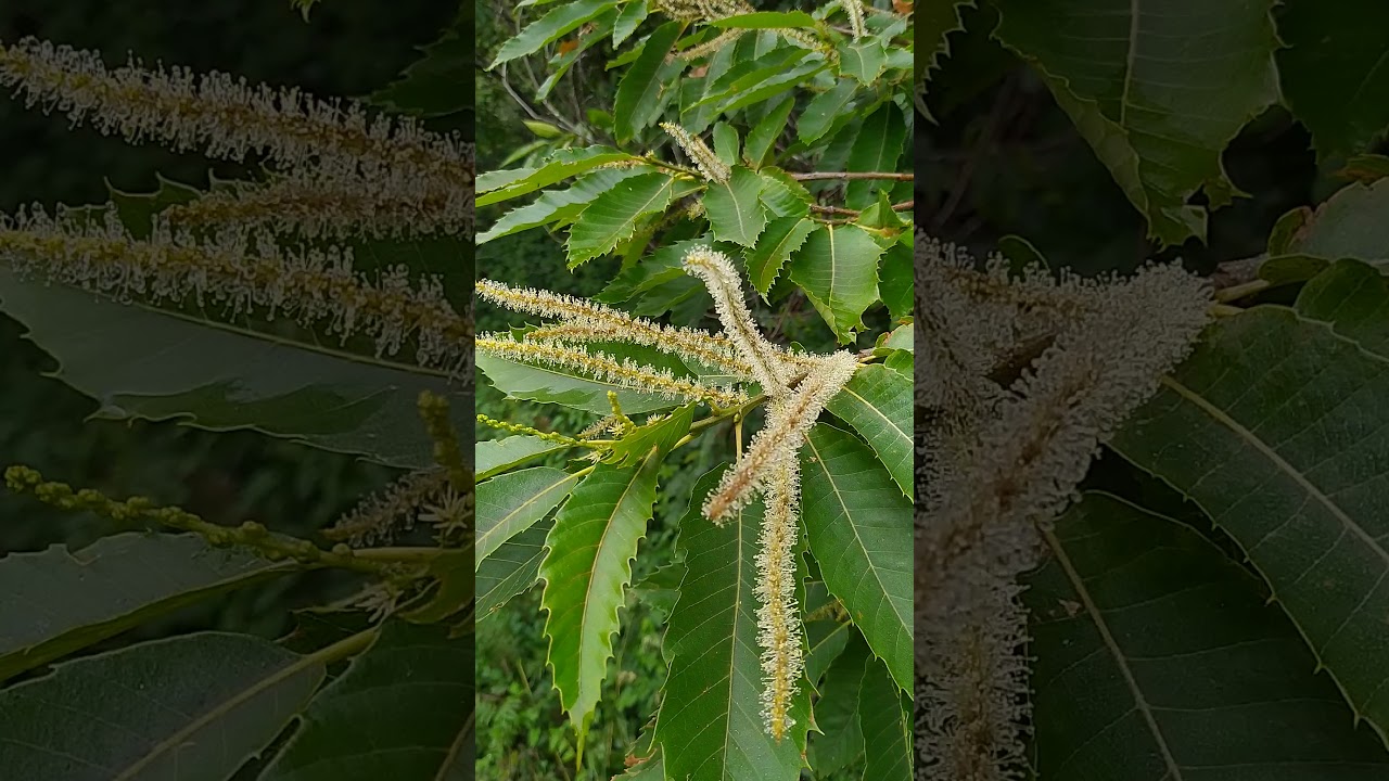 Sweet Chestnut. Flores de Bach