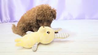 トイプードルの動画01