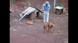 preview picture of video 'O gringo e sua cadela obediente em Coronel Martins.MOV'