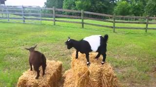 What scares the Fainting Goat