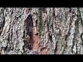 Carpenter Ants Inside the Tree in Edison, NJ
