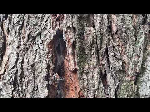 Carpenter Ants Inside the Tree in Edison, NJ
