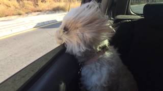 "More than Ever" Bedhead