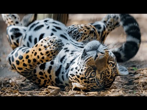 Lazy Teenage Leopard Journey to Become a REAL Hunter | Nat Geo Wild Leopard Documentary 2020 HD