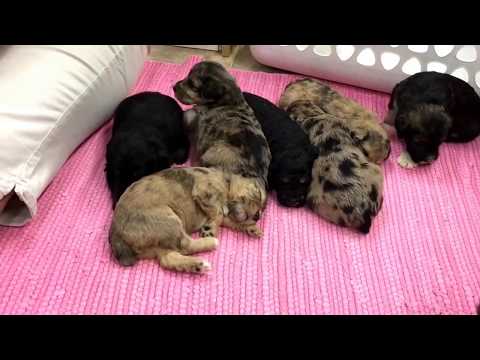 Whitney's 10  schnoodle puppies just starting to get around 5-17-17