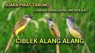 Download lagu PALING AMPUH. SUARA PIKAT CIBLEK TEBU JANTAN TARUNG. mp3 Download lagu PALING AMPUH. SUARA PIKAT CIBLEK TEBU JANTAN TARUNG. mp3