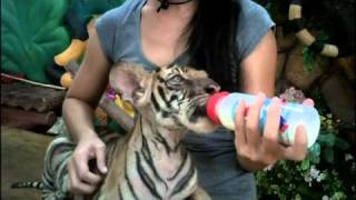 Download lagu Tiger ZOO, Sri Racha mp3