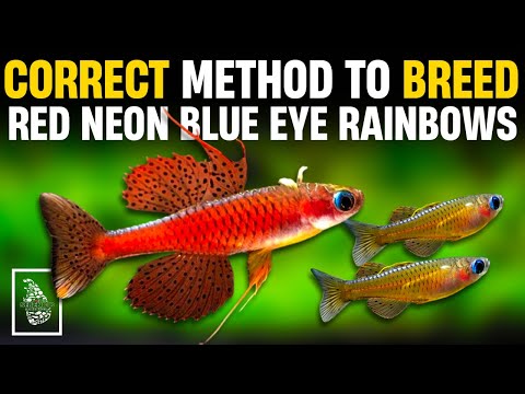 RED NEON BLUE EYE RAINBOWFISH BREEDING GUIDE ✅ | How to BREED Rainbowfish | Serendib Aquatics
