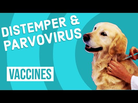 Canine Distemper & Parvovirus Vaccine
