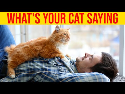 7 Meow Sounds Cat/Kittens Make And What They Mean/ All Cats