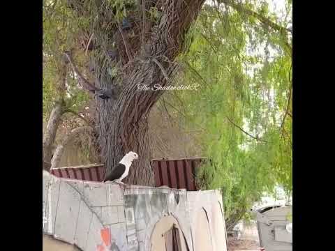 #dove #dovelover #birds #whitedoves ##birds #chidiya #shorts#shortsyoutube #dubaivlog #dubai #midhun