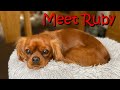 Meet Ruby our 3rd family dog CKCS