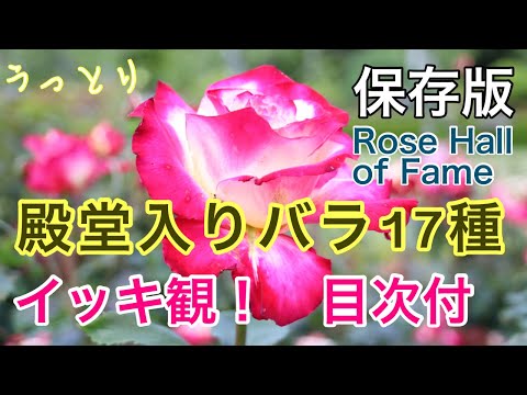 フロリバンダ ローズ 'ボニカ '82' 植物
