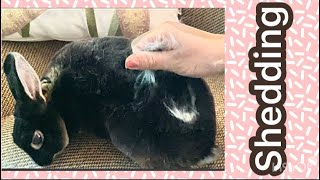 The bunny shedding like crazy - it’s kind a fun to pull the fur -
