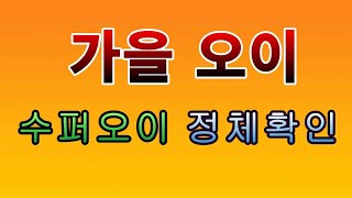 [텃밭농부.808]  수퍼오이의 정체. #가을오이 #오이재배