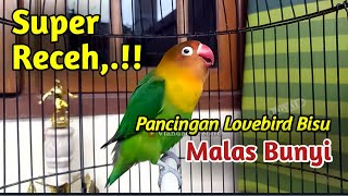 Download lagu SUPER RECEH, Suara Lovebird FIGHTER NGEKEK PANJANG Pancingan LOVEBIRD BISU SULIT BUNYI mp3
