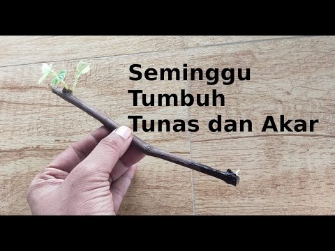 , title : 'Cara Mudah Semai Stek Batang Anggur'