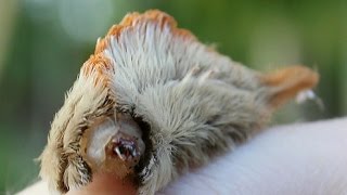 Florida's Fuzzy Caterpillars Have a Painful Secret.  Puss Caterpillar!