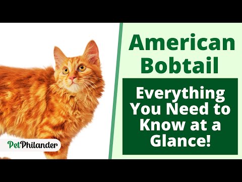 American Bobtail : Everything You Need to Know at a Glance ! Pet Lovers