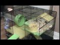 The Hamster Diary 