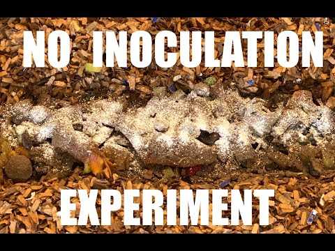 Sterile Shredded Cardboard Worm Bin Experiment Added to Top of Vermihut System +Feeding #1 Worm Farm