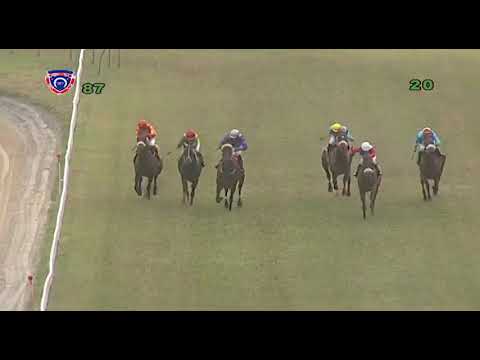 Hippisme - 8e journée (7e course) : Alshibaa [D.David] remporte la Winter Stakes Cup