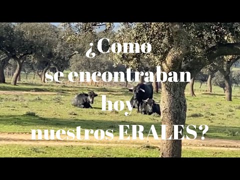 ¿CÓMO se encontraban hoy nuestros ERALES?
