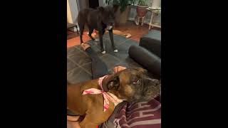 Video preview image #1 Boxer Puppy For Sale in  Katy, TX, USA