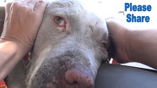 This Pit Bull rescue is different than any other rescue you have seen so far!  Please share.