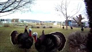 The Turkey Season