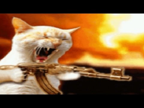 1 Minute of Scary Cat